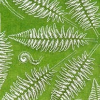 Ferns