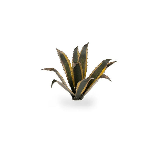 Agave - Laser Plants