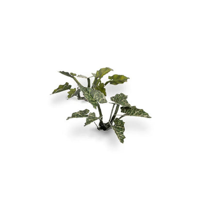 Lords-and-Ladies - Laser Plants