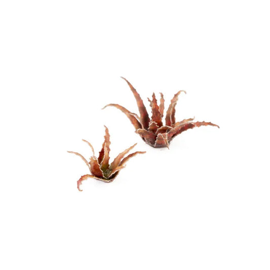 Red Aloe - Laser Plants